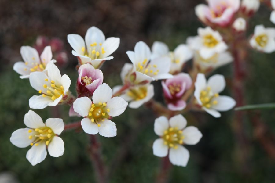 Saxifraga spruneri?